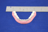 TEETH, LOWER
